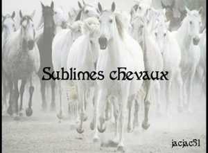 Sublimes chevaux